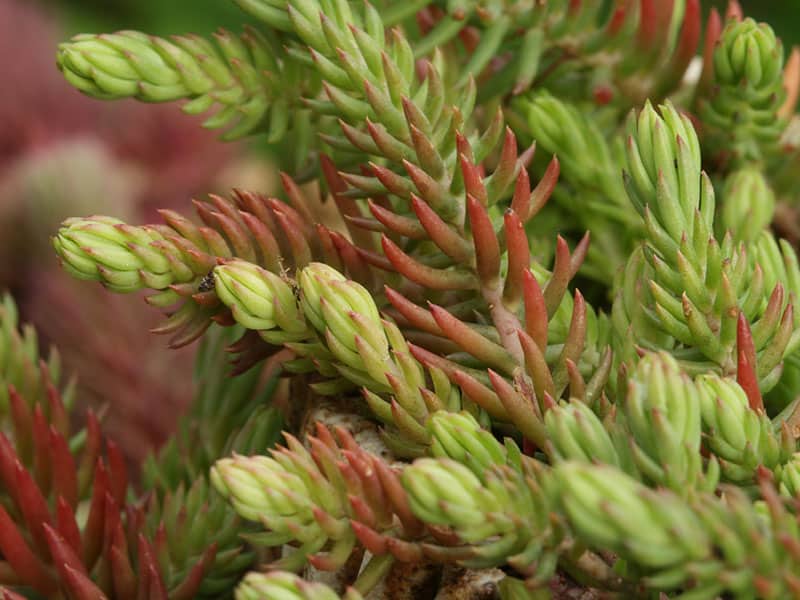 sedum montanum liz21uk