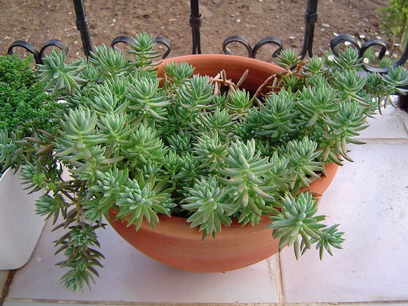 Sedum montanum subsp. orientale Banu