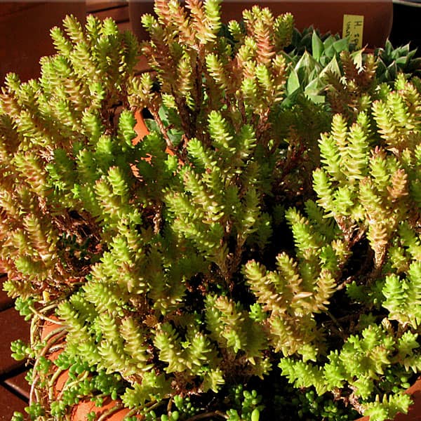 Sedum moranense Lourdes