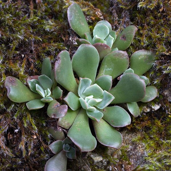 Sedum moranii padejill