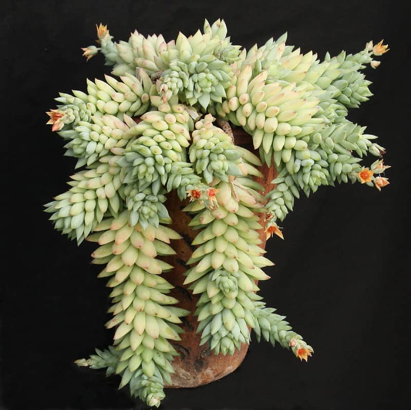 Sedum morganianum Liz21UK