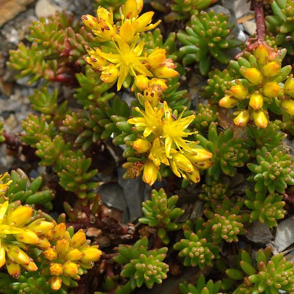 Sedum morrisonense flickr