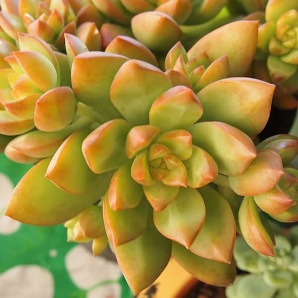 Sedum nussbaumerianum Candy