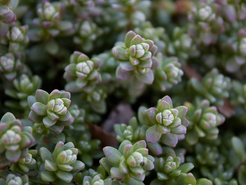 sedum oaxacanum melissa berard