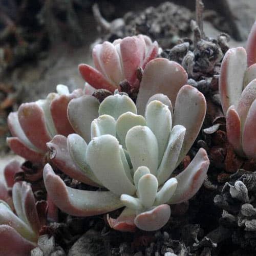 sedum oblanceolatum ray stephenson