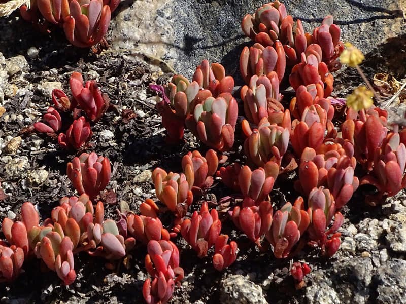 sedum obtusatum diane rose