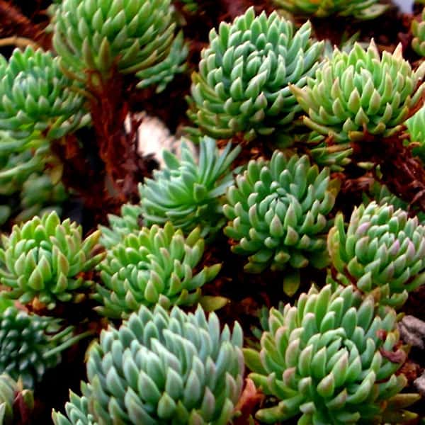 Sedum ochroleucum Skolnik