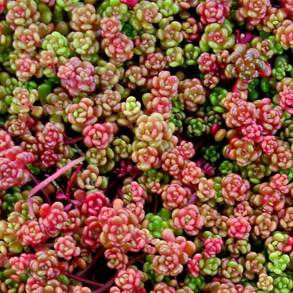 sedum oreganum fundera gront