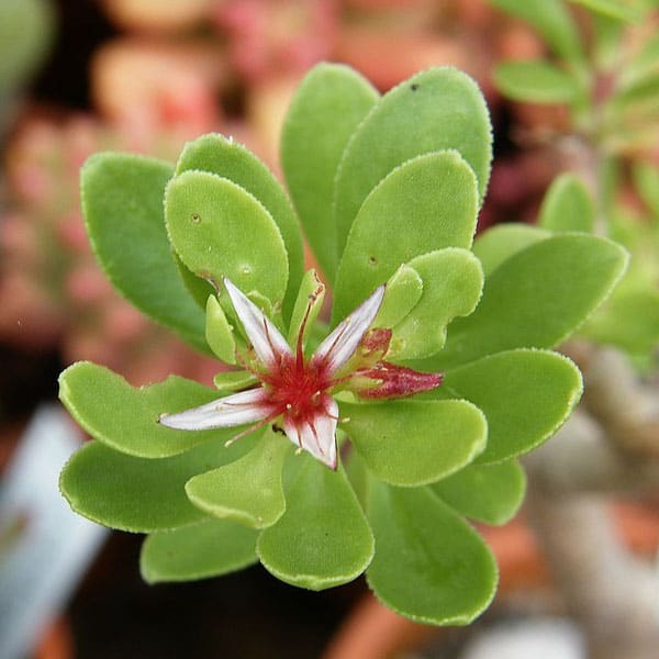 sedum oxypetalum manue64