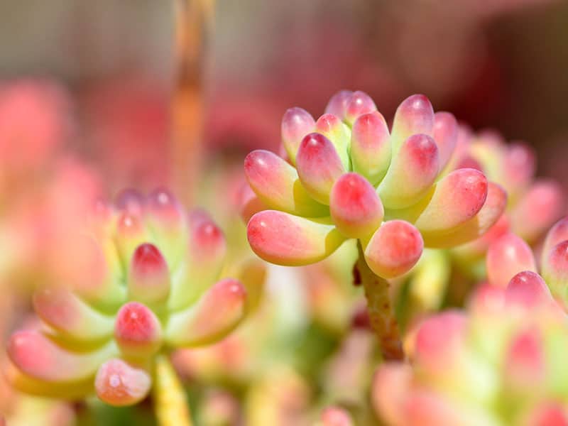 sedum pachyphyllum manpo sanpo