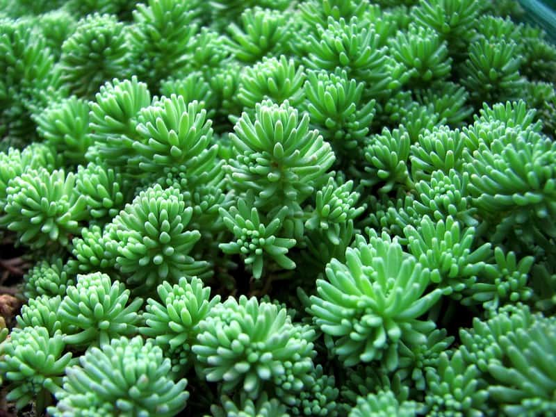 Sedum pallidum var. bithynicum