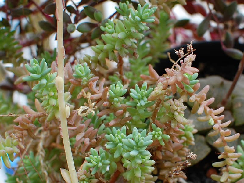 Sedum potosinum salchuiwt