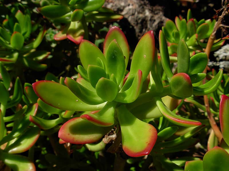 sedum praealtum ecos de pedra