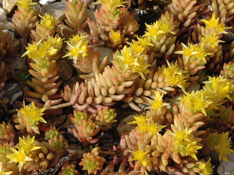 sedum reptans ray stephenson