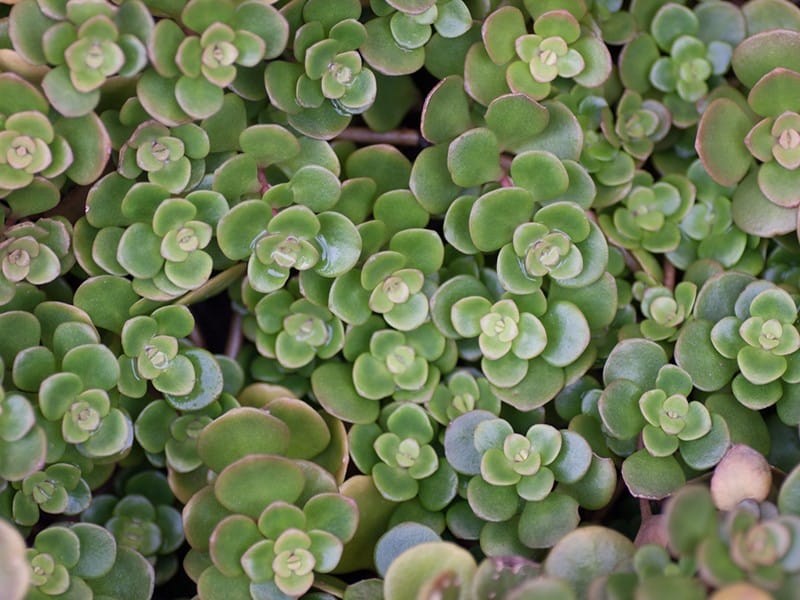 sedum spurium noum1