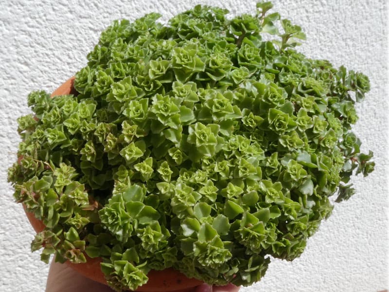 Sedum stellatum Lourdes