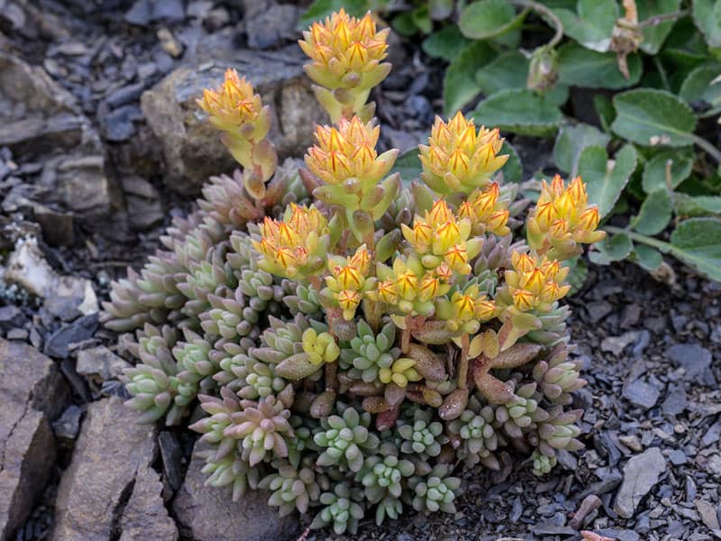 Sedum stenopetalum Richard Droker