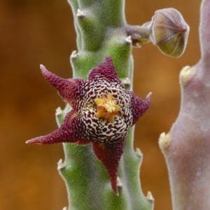 35 Types of Stapelia Succulents (With Pictures) | Succulent Alley