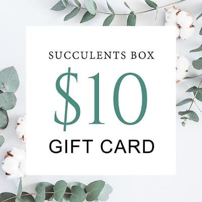 succulents box gift card