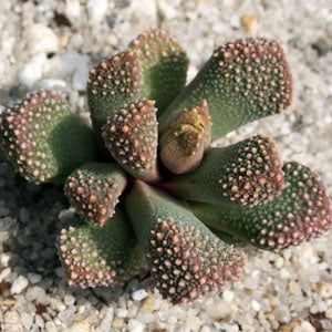 titanopsis aloinopsis setifera planet desert