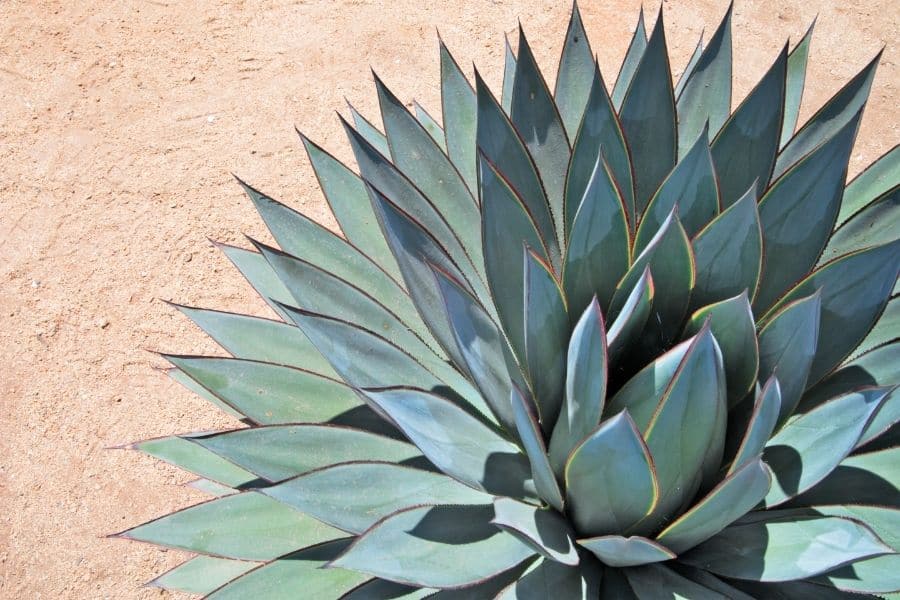 agave outdoors