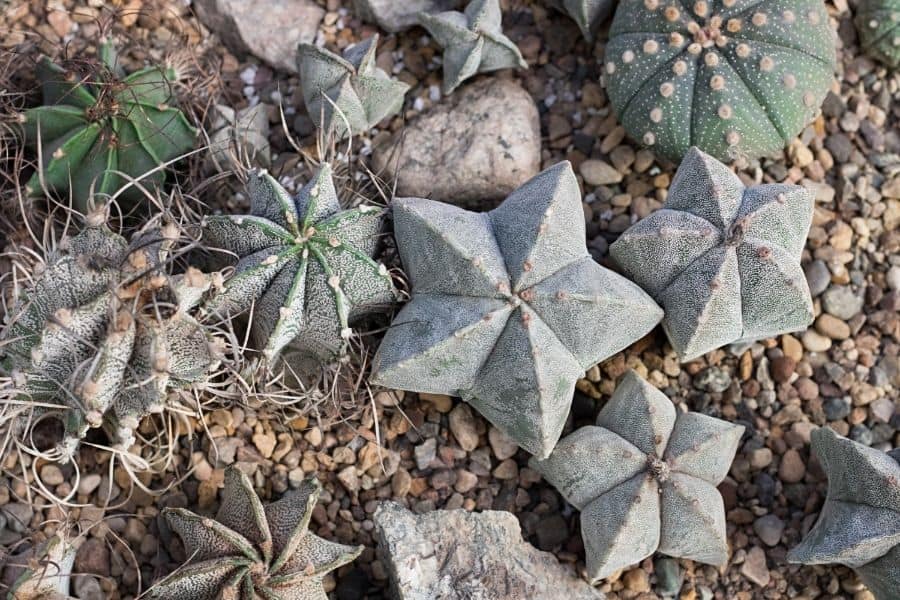 astrophytum star cacti