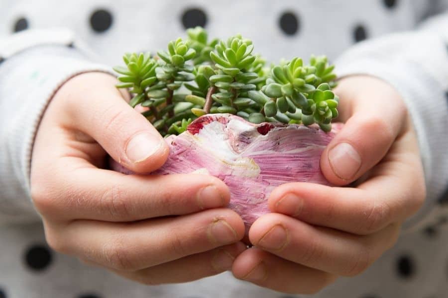 conditions for growing succulents