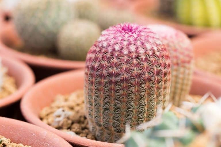 146 Types of Echinocereus: Care and Propagation Guide