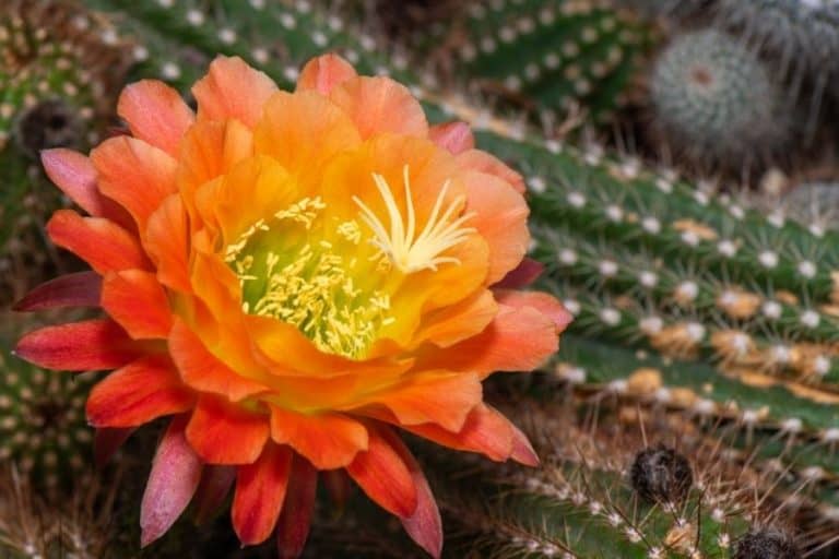 82 types of echinopsis cacti [with pictures]