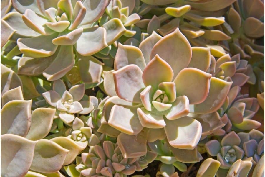 graptopetalum growing outdoors