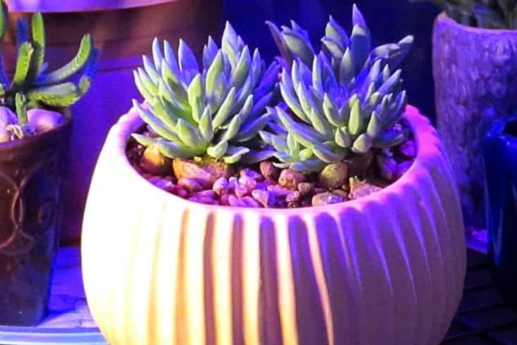 grow light for succulents
