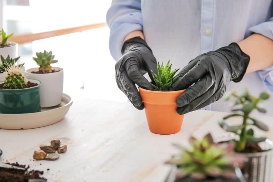 how to pot succulents