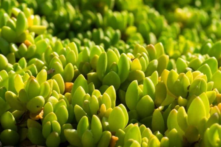 how to care for the ice plants succulent