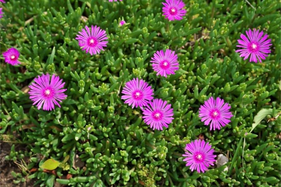 lampranthus plants