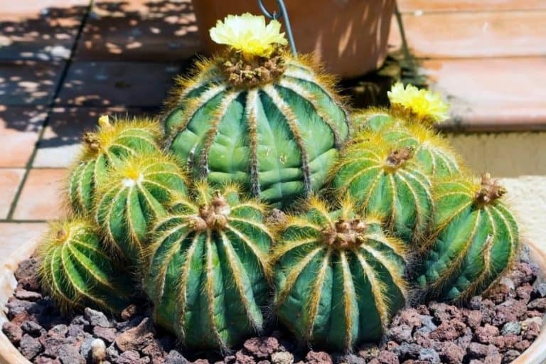 64 types of parodia cacti [with pictures]