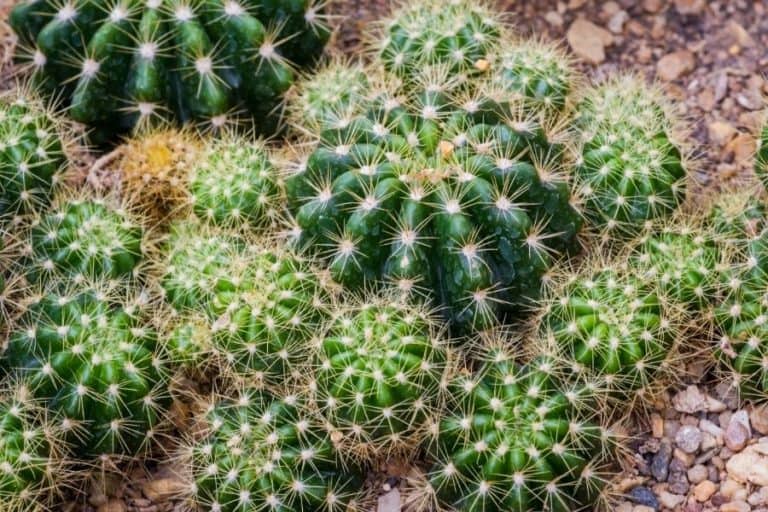 44 types of pilosocereus cacti [with pictures]