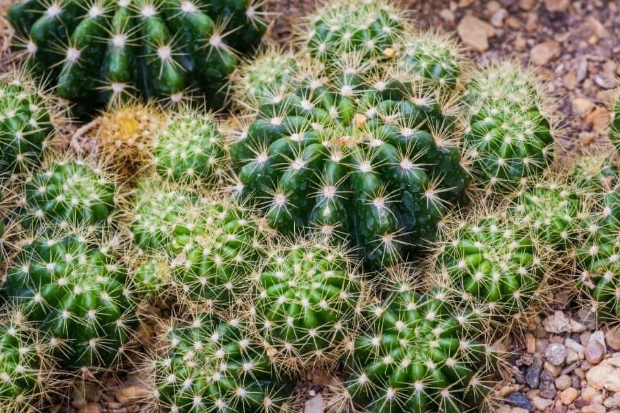 pilosocereus cacti