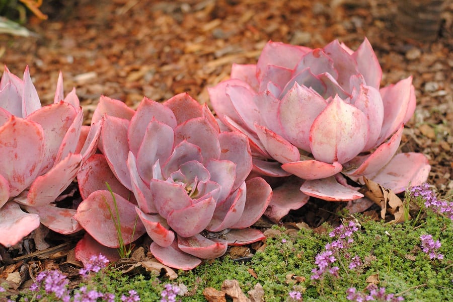 pink succulent plants