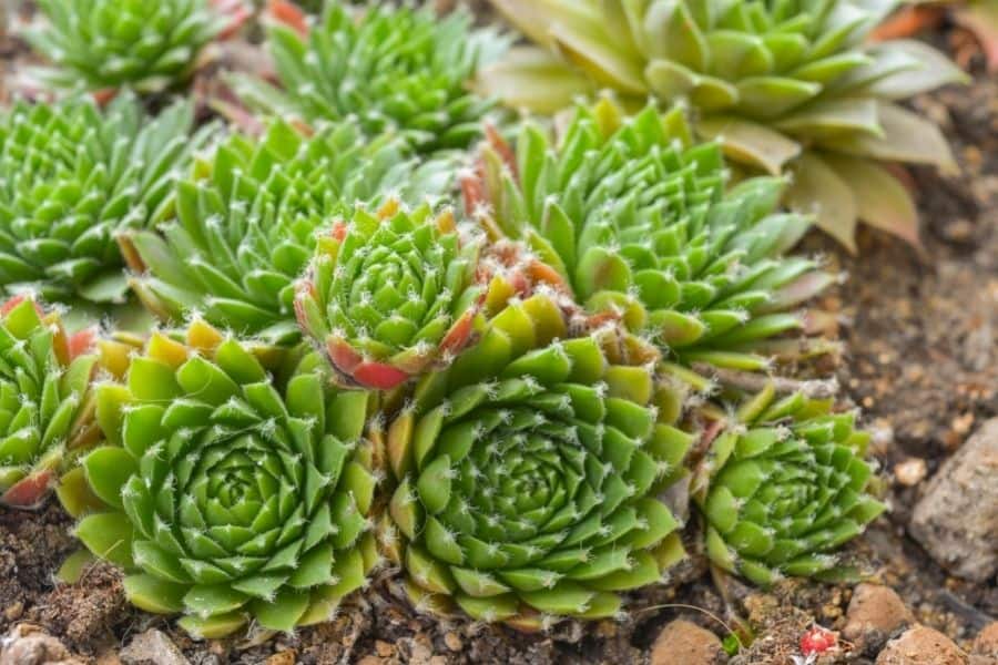 sempervivum outdoors