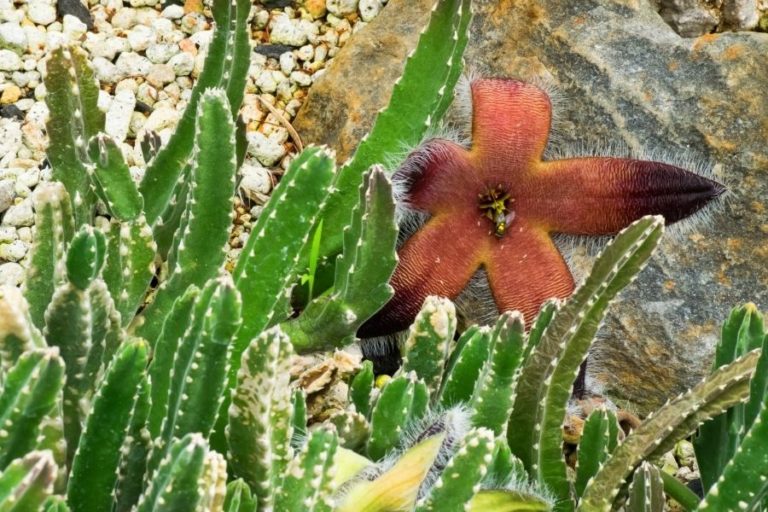 34 types of stapelia: care and propagation guide
