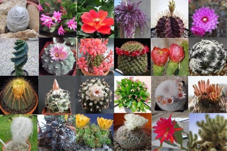 1,000 types of cactuses with pictures [cactus identification]