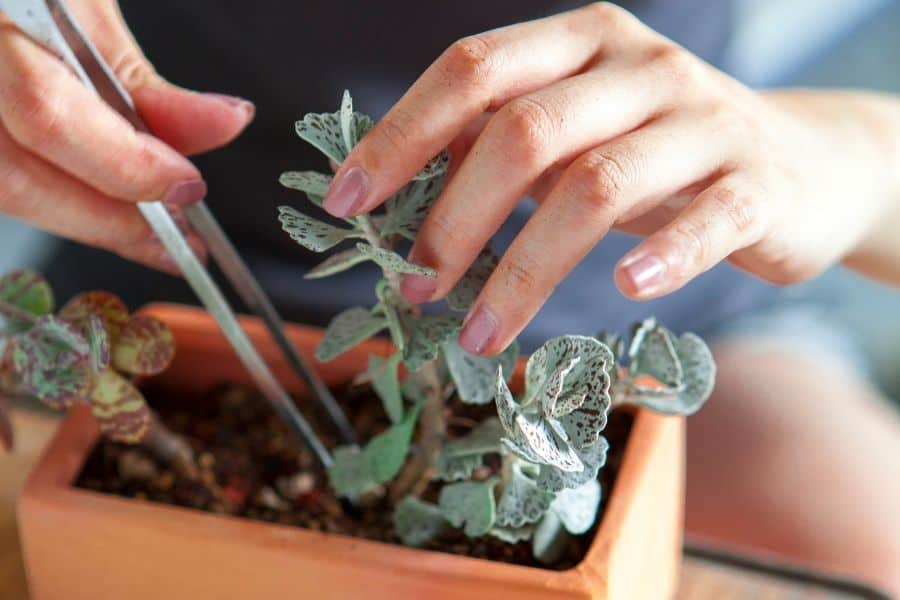 what size pot is best for succulents