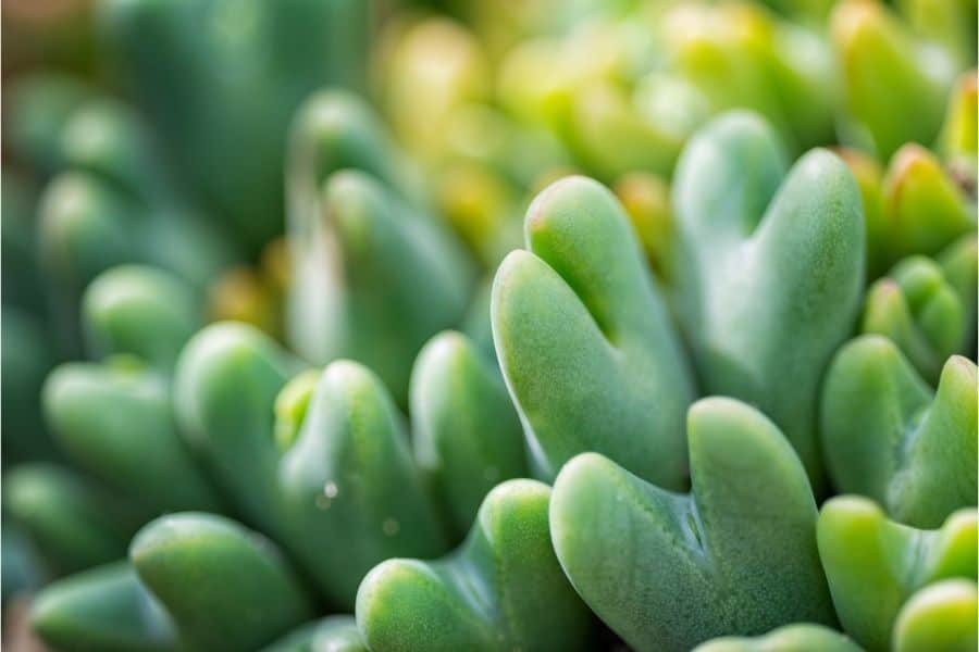 conophytum bilobum