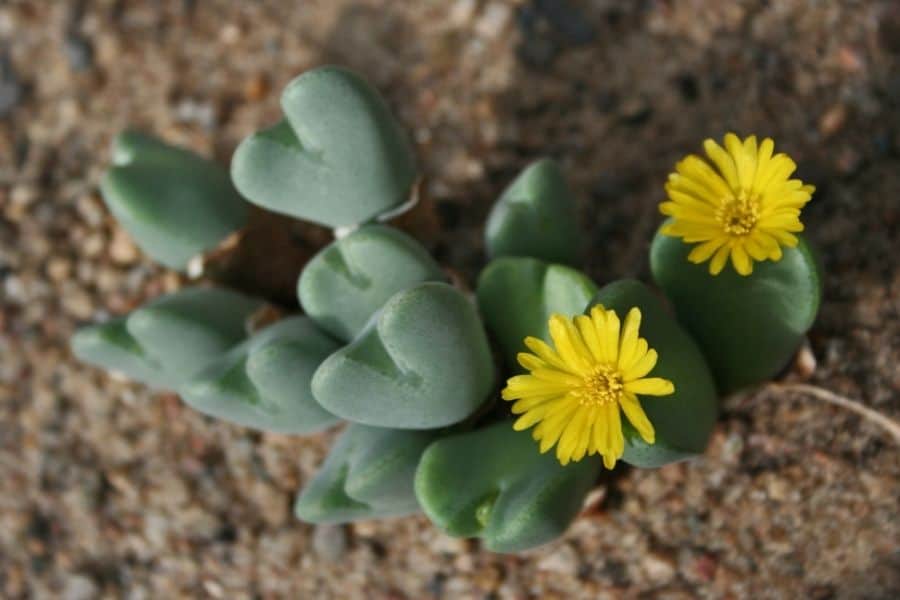 conophytum bilobum