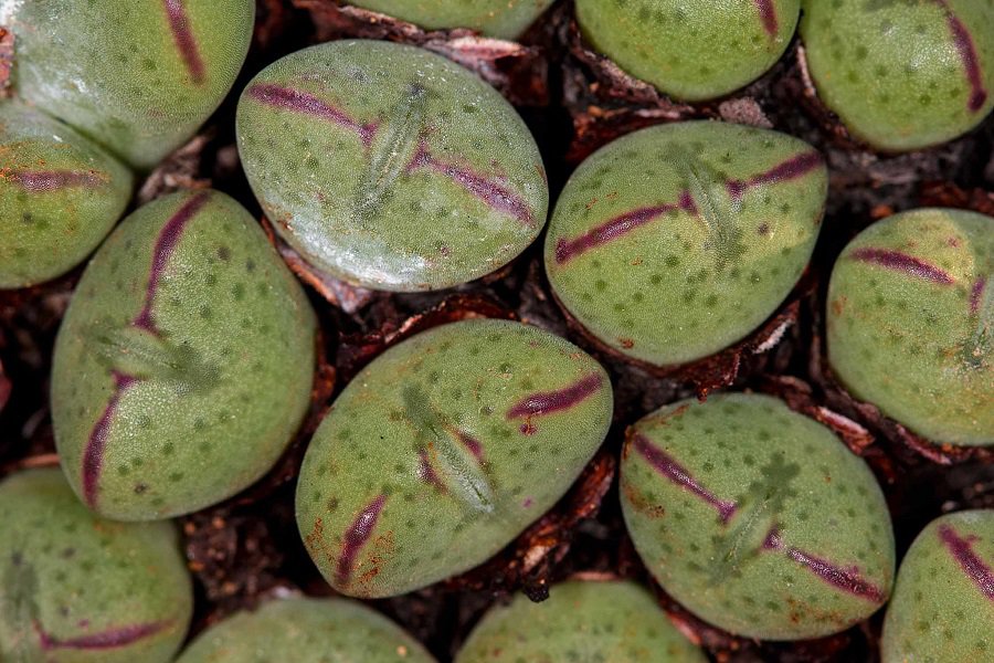 conophytum bilobum