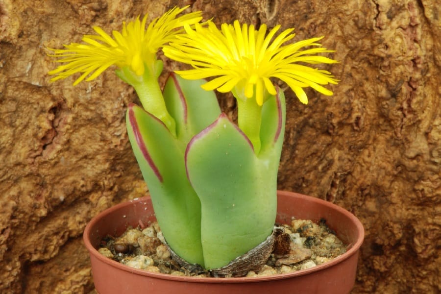 conophytum bilobum