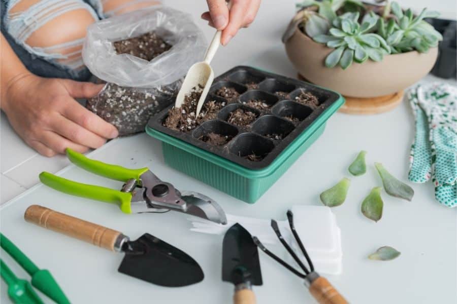 fill soil in propagation container