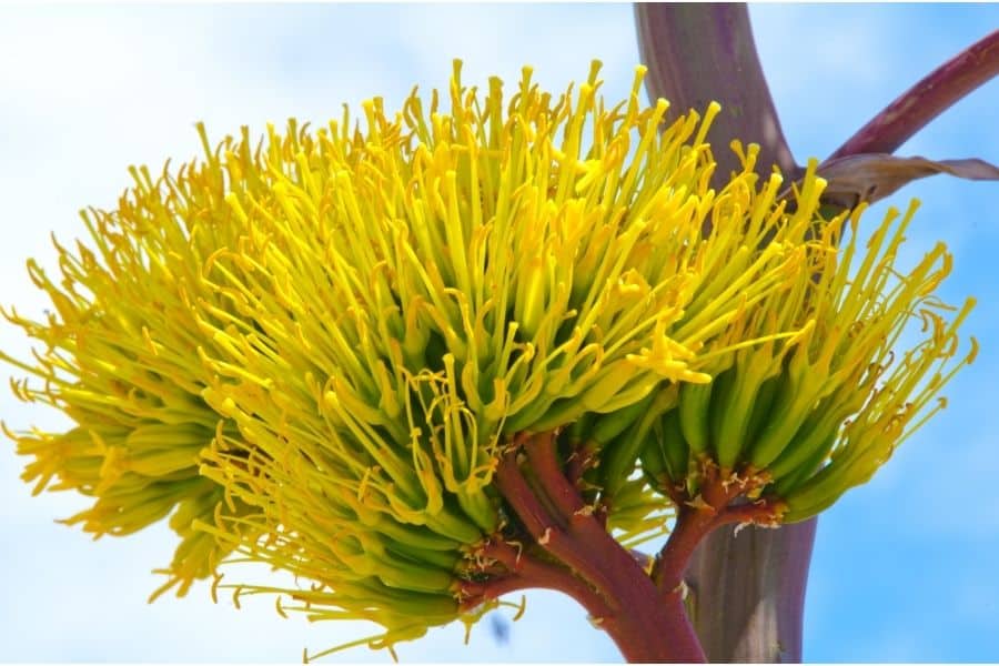 how often does a century plant bloom