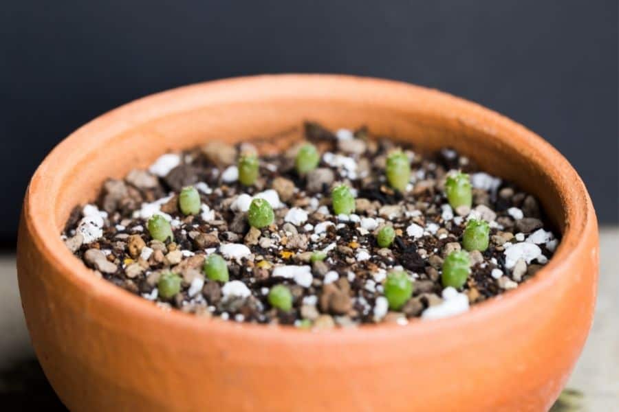 how to grow cactus seeds