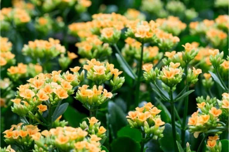how to make kalanchoe bloom again